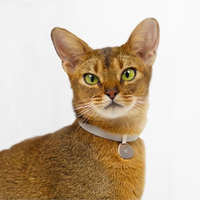 Safety Cat Collar and ID Tag Set - Elastic Quick Release Non Breakaway Personalized Anodized Aluminum Engraved Pet Name Tag, Lightweight for Kitten Small Large Cats