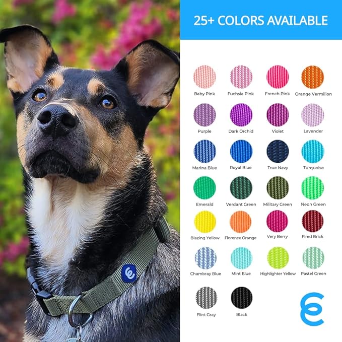 Blueberry Pet Essentials Small Dog Collar | Girl Dog Collars Fall | Female Dog Collar Small | Dark Orchid Dog Collars for Small Dogs | Quick Release Dog Collar | Dark Orchid Nylon Dog Collar