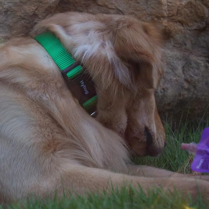 Hyhug Pets Classic Regular Heavy Duty Nylon Dog Collar (Small, Lime Green)