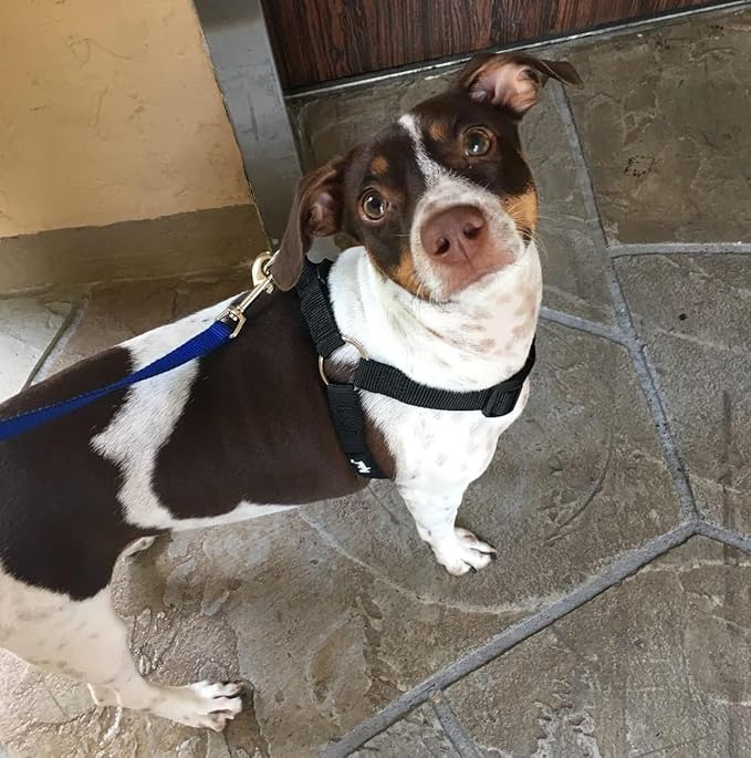 PUPTECK No Pull Dog Harness Soft Adjustable Basic Nylon Step in Puppy Vest Outdoor Walking with ID Tag