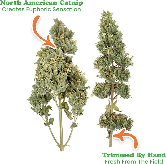 Meowijuana | Dried Catnip Buds Jar | Premium Organic Catnip | Grown in North America | Perfect for Cat Toys | Fresh Catnip for Extended Playtime | Elevate Your Cat's Enjoyment