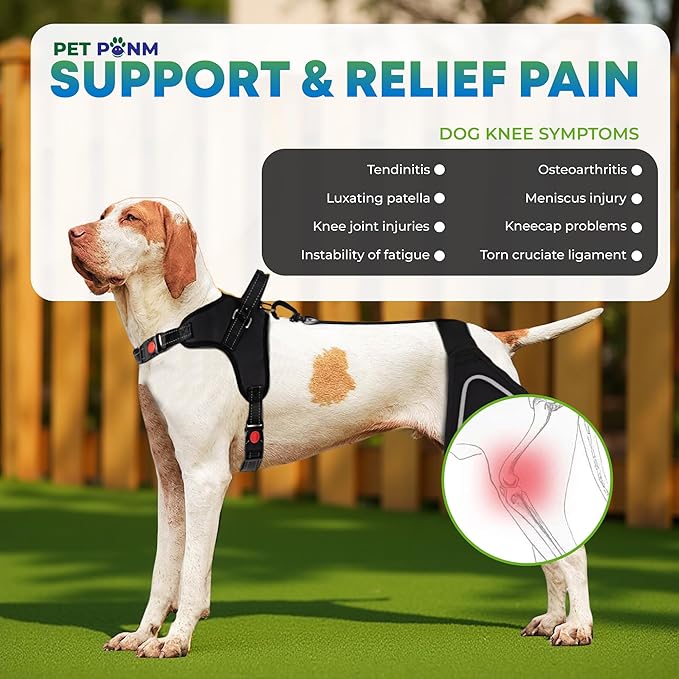 Petpanm- Adjustable Dog Knee Brace- Right Hind Leg with Integreted Harness- Premium Support for Torn ACL, Sprains & Strains Recovery, Enhances Mobility, Comfortable Neoprene. (Medium)