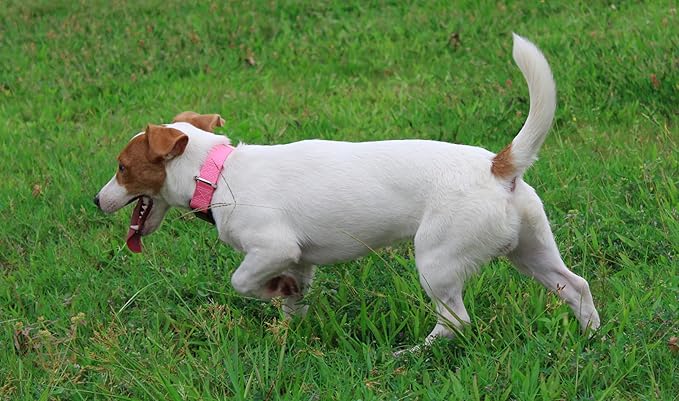 Mikivery Nylon Dog Collar with Quick Release Buckle Soft Adjustable Sturdy for Small Medium Large Dogs Pink,L