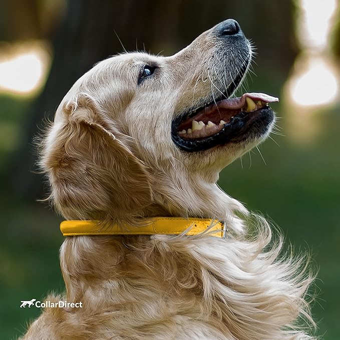 CollarDirect Rolled Leather Dog Collar, Soft Padded Round Puppy Collar, Handmade Genuine Leather Collar Dog Small Large Cat Collars 13 Colors (8-11 Inch, Yellow Textured)