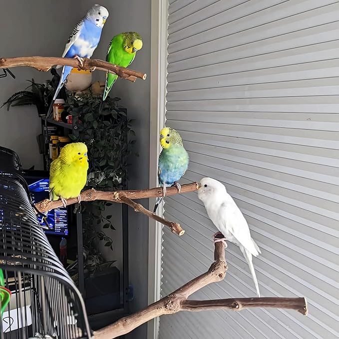 PINVNBY 2Pcs Wood Perches for Bird Cage,Natural Parrot Stand Branch Parakeet Paw Grinding Sticks Standing Grape Pole for Lovebirds Budgies Cockatiels Finches