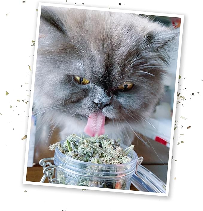 Meowijuana | Dried Catnip Buds Jar | Premium Organic Catnip | Grown in North America | Perfect for Cat Toys | Fresh Catnip for Extended Playtime | Elevate Your Cat's Enjoyment