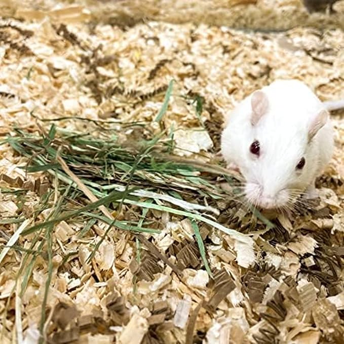 Blue Mountain Hay | Fresh Organic Meadow Hay (15 Ounce) | Mimics Natural Forage | High-Altitude Hay Pet Food for Rabbits, Guinea Pigs, Chinchillas, Hamsters, and Other Small Pets