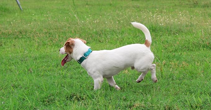 Mikivery Nylon Dog Collar with Quick Release Buckle Soft Adjustable Sturdy for Small Medium Large Dogs Teal,M