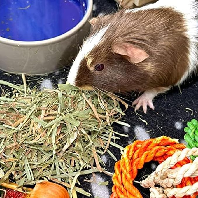 Blue Mountain Hay | Fresh Organic Meadow Hay (40 Ounce) | Mimics Natural Forage | High-Altitude Hay Pet Food for Rabbits, Guinea Pigs, Chinchillas, Hamsters, and Other Small Pets