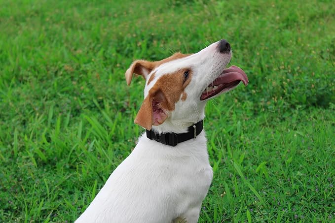 Mikivery Nylon Dog Collar with Quick Release Buckle Soft Adjustable Sturdy for Small Medium Large Dogs Black,L