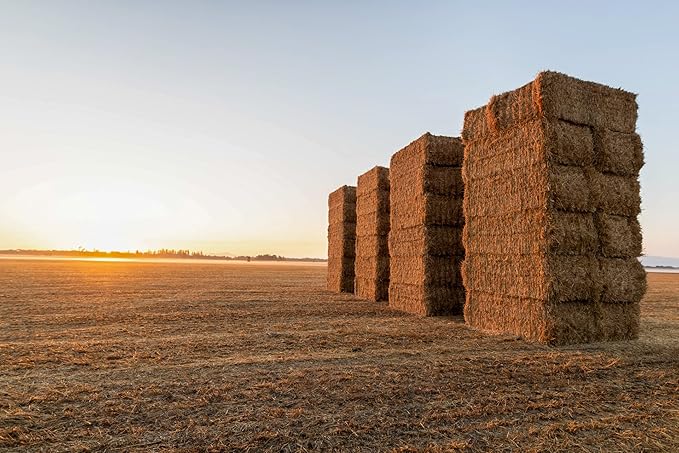 Blue Mountain Hay High-Altitude Hay - Organic Alfalfa, 10lb - High Protein, Fiber & Mineral-Rich - Soft, Leafy, High Leaf Retention - Ideal for Goats, Rabbits, Guinea Pigs & Other Small Animals