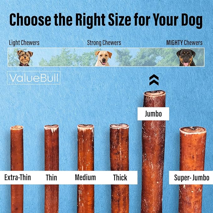 ValueBull Bully Sticks for Dogs, Jumbo 12 Inch, 50 Count - All Natural Dog Treats, 100% Beef Pizzles, Single Ingredient