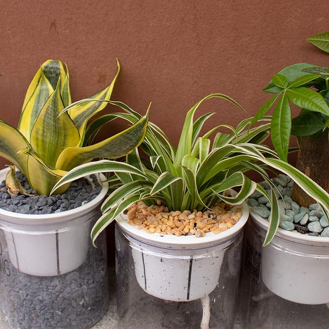 3lb Cactus Pea Gravel Rocks,1/5 Inch Pebbles for Indoor Plants, Natural Succulent Rock and River Rocks Decorative for Aquariums, Vases, Terrarium, Outdoor Gardening, Top Dressing for Potted Plants