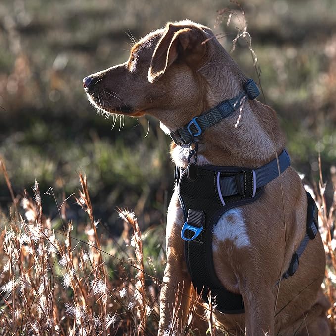 Embark Adventure Dog Harness, No-Pull Reflective Trim Dog Harness for Small, Medium & Large Dogs - Military Grade Nylon, 2 Leash Clips & Gel Lined Handle. Soft & Padded Puppy Dog Vest for Any Breed