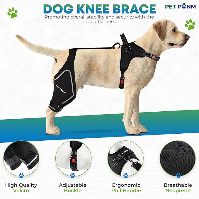Petpanm- Adjustable Dog Knee Brace- Right Hind Leg with Integreted Harness- Premium Support for Torn ACL, Sprains & Strains Recovery, Enhances Mobility, Comfortable Neoprene. (Medium)