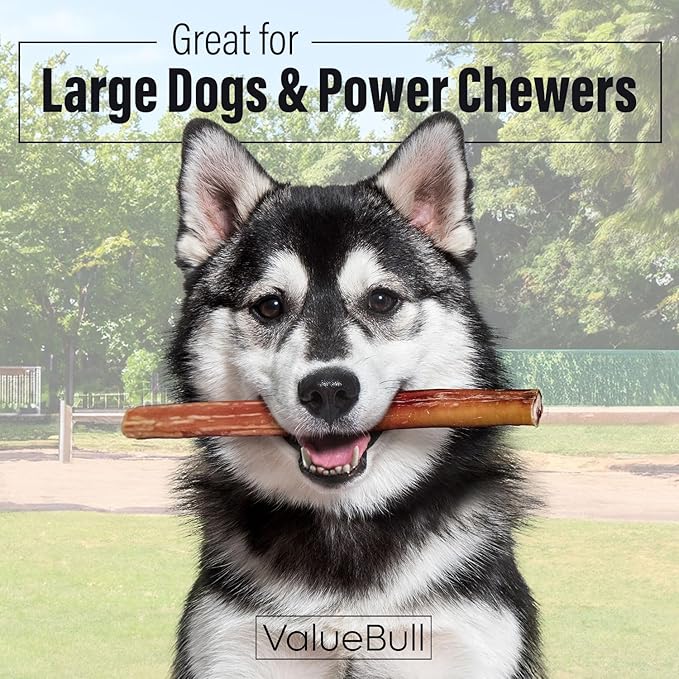 ValueBull Bully Sticks for Dogs, Jumbo 12 Inch, 50 Count - All Natural Dog Treats, 100% Beef Pizzles, Single Ingredient