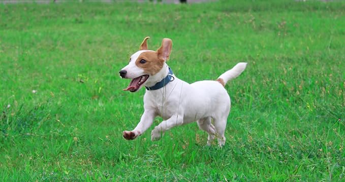 Mikivery Nylon Dog Collar with Quick Release Buckle Soft Adjustable Sturdy for Small Medium Large Dogs Haze Blue,L