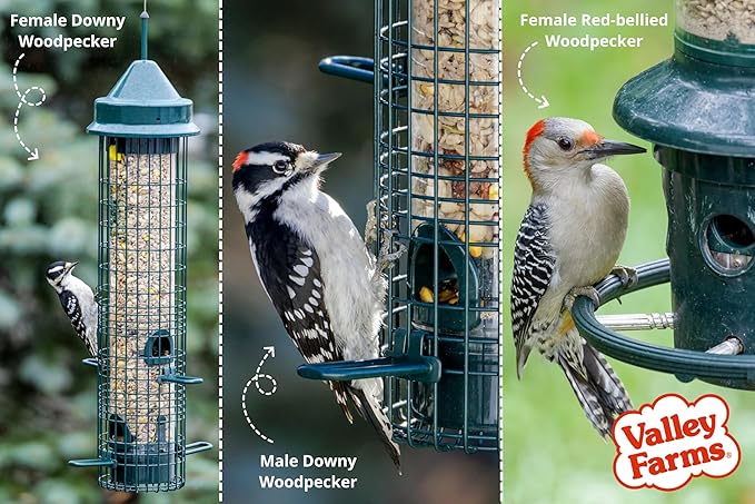 Valley Farms Woodpecker Mix, No Mess Bird Seed for Outdoor Feeders, W/Peanuts and Sunflower Hearts for Birds, Woodpecker Food, Attract All Bird Species (4 LBS)