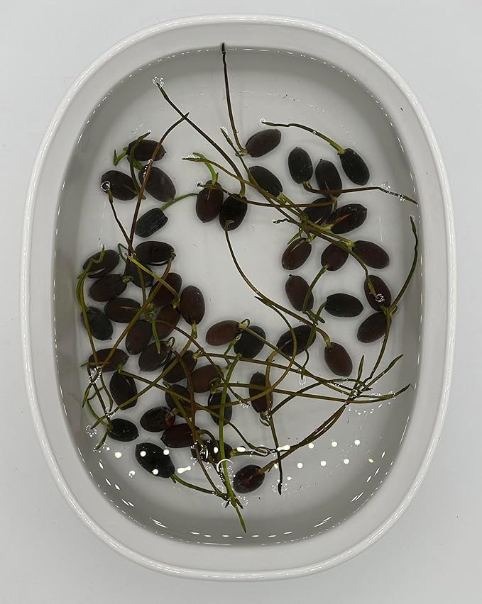 160 Sacred Lotus Seeds for Planting in Water Mixed Flower Color Pink Red White Yellow Multicolor Aquatic Nelumbo nucifera Bonsai Bowl Lotus Seed Lily Ponds Feature Water Gardens (160, Lotus Seed)