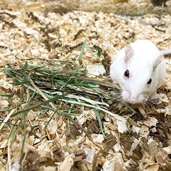 Blue Mountain Hay | Fresh Organic Meadow Hay (24 Ounce) | Mimics Natural Forage | High-Altitude Hay Pet Food for Rabbits, Guinea Pigs, Chinchillas, Hamsters, and Other Small Pets