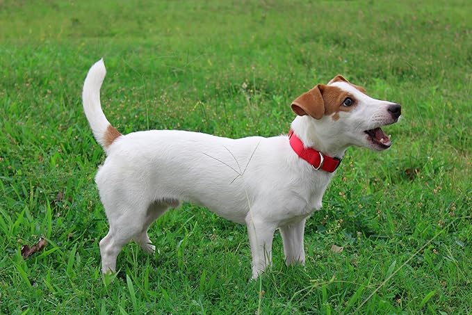 Mikivery Nylon Dog Collar with Quick Release Buckle Soft Adjustable Sturdy for Small Medium Large Dogs Red,L