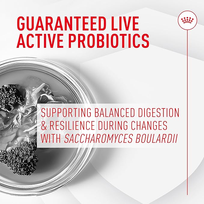 Royal Canin Probiotics for Cats Digestive and Immune Health Powder Supplement for Cats of All Ages, 7 Count