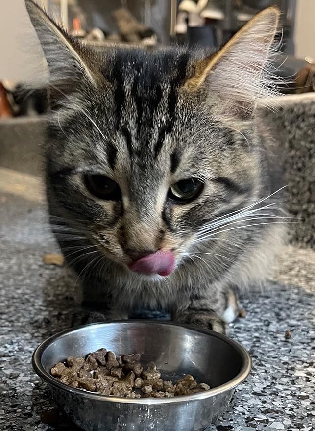 Bench & Field Holistic Natural Premium Adult Dry Cat Food, Chicken Meal and Brown Rice Recipe 25 lb Bag (Pack of 1)