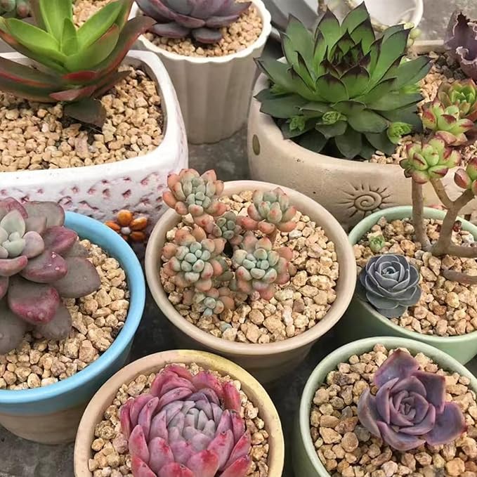 5 lbs Maifanitum Stones for Succulent,1/4 Inch Decorative Rocks for Indoor Plants, Bonsai, Soil Cover. Small Stones for Promote Soil Root Growth, Water Drainage and Plant Growth(5-8 mm)