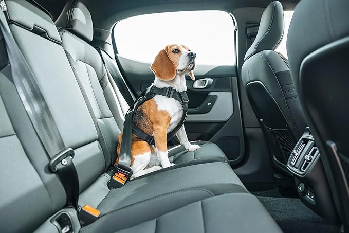 Thule Cappy Dog Harness M - Crash-Tested for Safety - Seatbelt passthrough - Adjustable & Easy to Clean - Padded Breathable mesh Panels - Leash Loop - Step-in Design