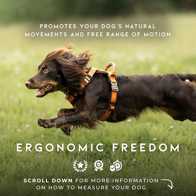 MADE TO ROAM Premium Explorer Harness - Y-Shaped Dog Harness with Adjustable Durable Nylon, Soft Padding, Metal Buckles and Leather Handle for Small, Medium, Large Dogs (Washington Rain, Size 6)