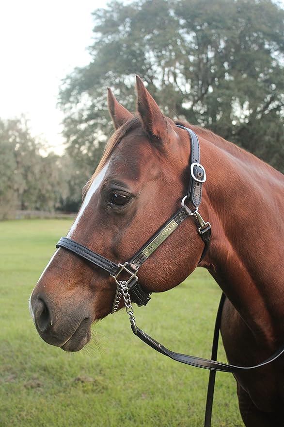 Leather Halter for Horses with Customized Engraved Name Plate Option Halter for Horse | Brown/Brass, Padded Halter (Blue or Green) Black/Brass, Black/Chrome Options