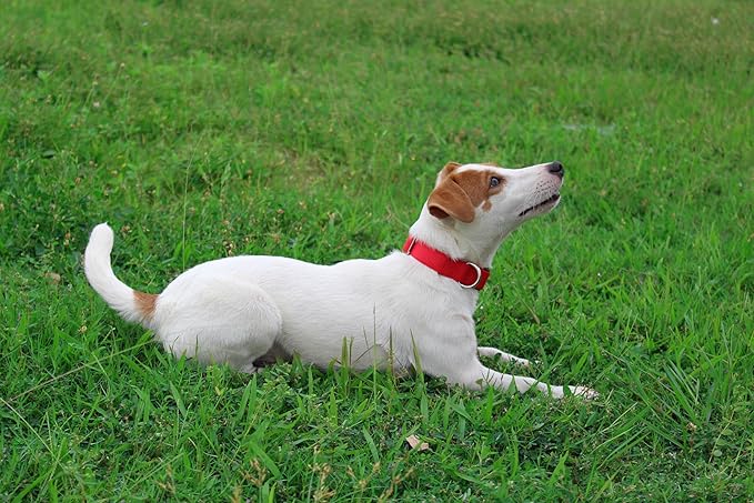 Mikivery Nylon Dog Collar with Quick Release Buckle Soft Adjustable Sturdy for Small Medium Large Dogs Red,L