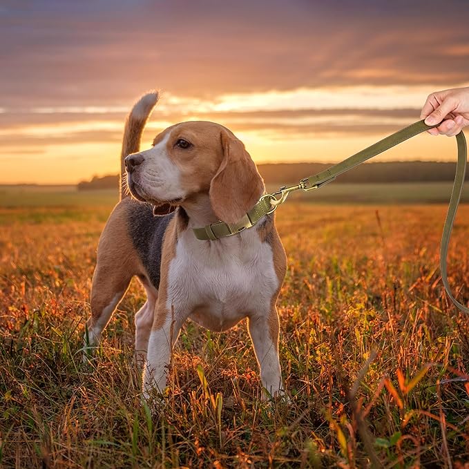 Didog Soft PU Leather Dog Collar, Stylish Quick Released Dog Collars for Medium Dogs, Easy Clean Adjustable Pet Collar for Daily Walking, Dark Green, M Fit 13-21" Neck