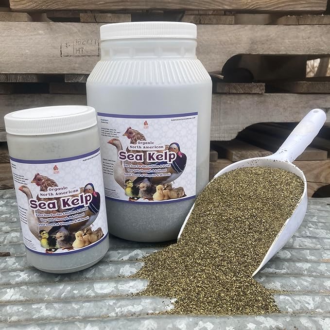 Organic Kelp for Chickens & Duck Feed (5 Pound): Chicken Vitamins | Chicken Supplements | Vitamins for Chickens | Pampered Chicken Mama