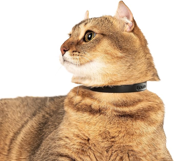 Black Cat Collar - Soft, Comfortable, and Lightweight Breakaway Collar with Name Tag Ring for Outdoor Cats and Sensitive Skin Pets by Nuvuq (6 ⅞" to 10 ¼", Black)