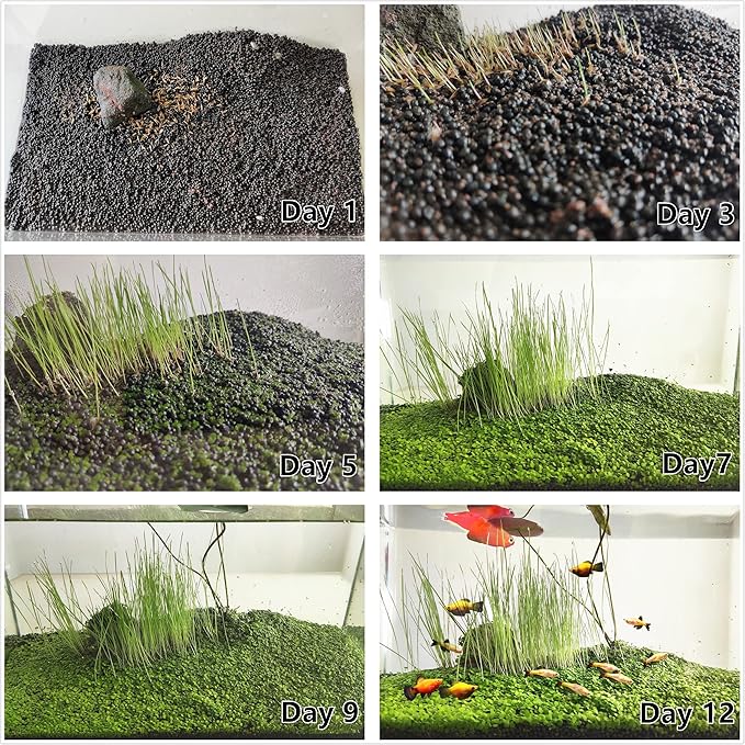 4 Pack Aquarium Plant S.e.e.ds, no Artificial Plastic Plant, Fish Tank Live Grass for All Substrate (0.36ozTiny+0.36oz Long+0.36oz Short+0.36oz Big Dual) ZQV-005